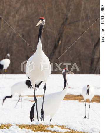 阿寒国際ツルセンター・グルスで餌をついばむタンチョウ 阿寒国際ツルセンター・グルスで餌をついばむタンチョウ 119399967