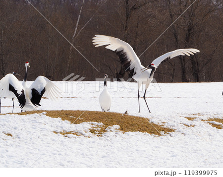 阿寒国際ツルセンター・グルスで餌をついばむタンチョウ 阿寒国際ツルセンター・グルスで餌をついばむタンチョウ 119399975