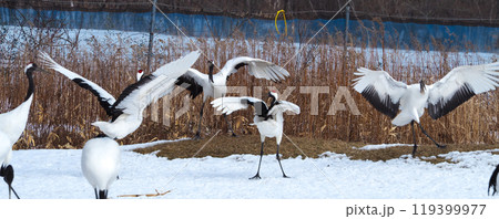 阿寒国際ツルセンター・グルスで餌をついばむタンチョウ 阿寒国際ツルセンター・グルスで餌をついばむタンチョウ 119399977