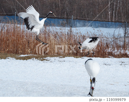 阿寒国際ツルセンター・グルスで餌をついばむタンチョウ 119399979
