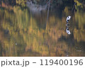 川面に映る紅葉とアオサギ 119400196