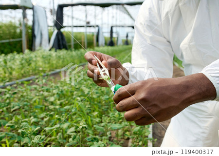 Close up of male scientist holding sample of green plant at plantation and doing tests, copy space Close up of male scientist holding sample of green plant at plantation and doing tests, copy space 119400317