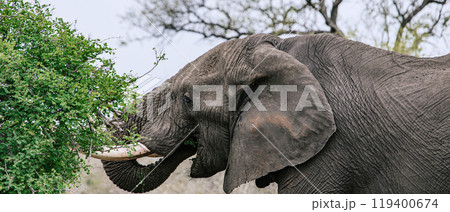 African elephant with open mouth, close up portrait, side view. Safari in savanna, South Africa African elephant with open mouth, close up portrait, side view. Safari in savanna, South Africa 119400674