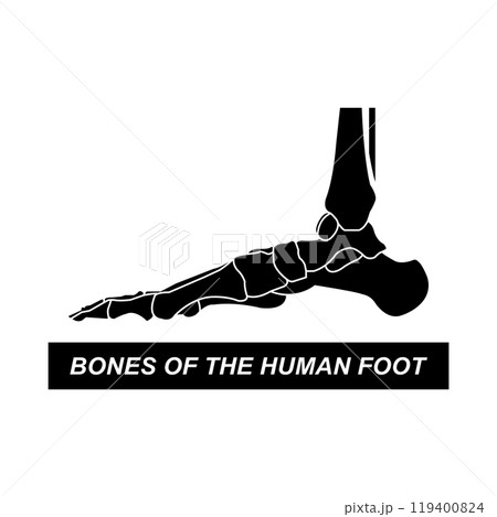 Human leg bones icon 119400824