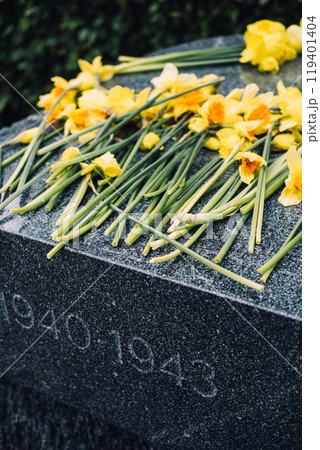 Yellow daffodils on memorial stone in Warsaw, commemorating the victims of the Warsaw Ghetto Uprising Yellow daffodils on memorial stone in Warsaw, commemorating the victims of the Warsaw Ghetto Uprising 119401404