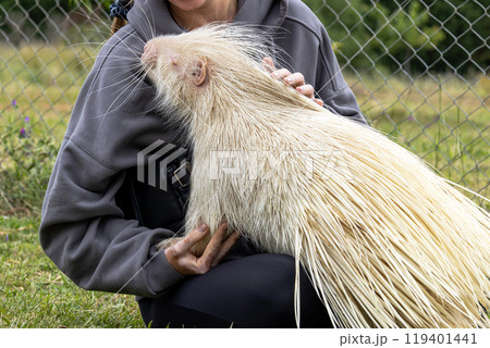 Rare Albino porcupine being gentlely touched womans hand in Rehabilitation Zoo Rare Albino porcupine being gentlely touched womans hand in Rehabilitation Zoo 119401441