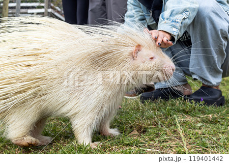Rare Albino porcupine being gentlely touched womans hand in Rehabilitation Zoo Rare Albino porcupine being gentlely touched womans hand in Rehabilitation Zoo 119401442