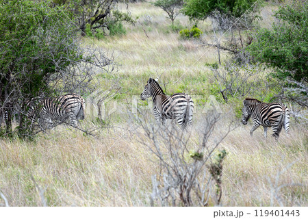 Three african zebras walks among green trees and bushes in savannah. Safari Three african zebras walks among green trees and bushes in savannah. Safari 119401443