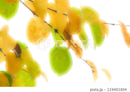 岩手県桂の明るい桂の葉の黄葉 119401804