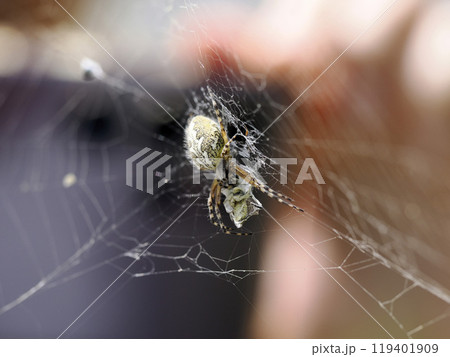 Aculepeira ceropegia, the oak spider with prey in the web 119401909