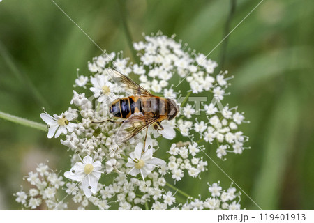 Bee on white flower in dolomites mountains in summer 119401913