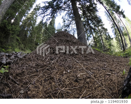 Anthill on forest wilderness scene in dolomites Anthill on forest wilderness scene in dolomites 119401930