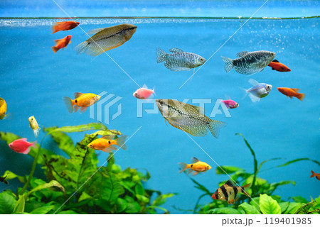 Colorful exotic fish swimming in deep blue water aquarium with green tropical plants Colorful exotic fish swimming in deep blue water aquarium with green tropical plants 119401985