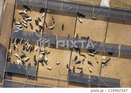 Aerial view of feed yard with meat cows. Feeding of cattle on farm feedlot Aerial view of feed yard with meat cows. Feeding of cattle on farm feedlot 119402567