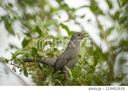 A Gray Catbird bird perched on a tree branch in summer Florida shrubs 119402638