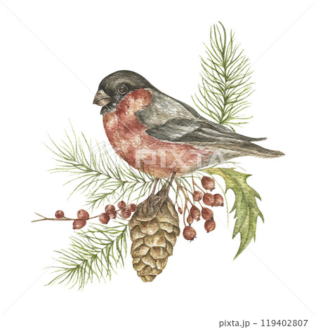 Watercolor Christmas illustration with a bullfinch and fir branches. A hand-painted bird with a cone, red berries on a white background. A holiday symbol for design, printing, and postcards. Watercolor Christmas illustration with a bullfinch and fir branches. A hand-painted bird with a cone, red berries on a white background. A holiday symbol for design, printing, and postcards. 119402807