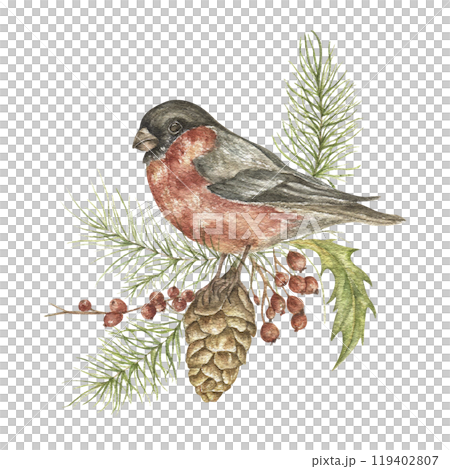 Watercolor Christmas illustration with a bullfinch and fir branches. A hand-painted bird with a cone, red berries on a white background. A holiday symbol for design, printing, and postcards. 119402807