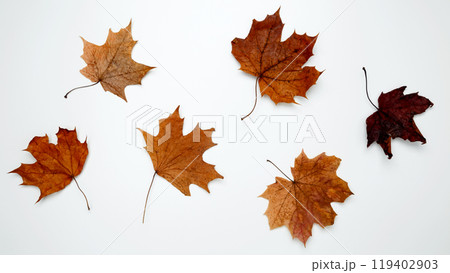 Golden orange autumn leaves of maple tree on white background. Top view Golden orange autumn leaves of maple tree on white background. Top view 119402903
