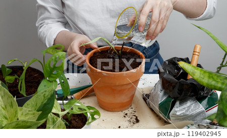 Woman gardeners watering plant. Woman caring for house plant. Concept of home garden. Taking care of home plants. Top view 119402945