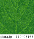Green leaf organic texture. Vector botanical illustration. 119403163