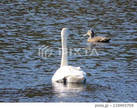 優雅に泳ぐハクチョウの後ろ姿と鴨 119403709