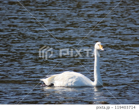 水面を泳ぐ白鳥　横向き　斜め横顔 119403714