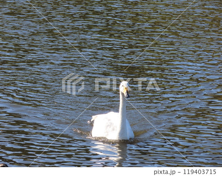 水面に浮かぶ白鳥　ほぼ正面　斜め横顔 119403715