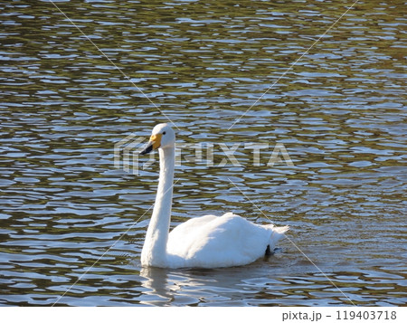 水面を走る白鳥　斜め横顔 119403718
