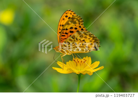 黄色いキバナコスモスの蜜を吸うツマグロヒョウモンのオス 119403727