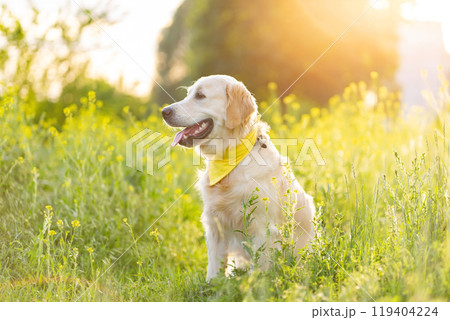 Golden retriever dog on blooming meadow 119404224
