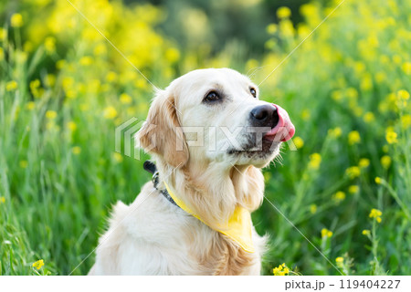 Golden retriever dog licking Golden retriever dog licking 119404227