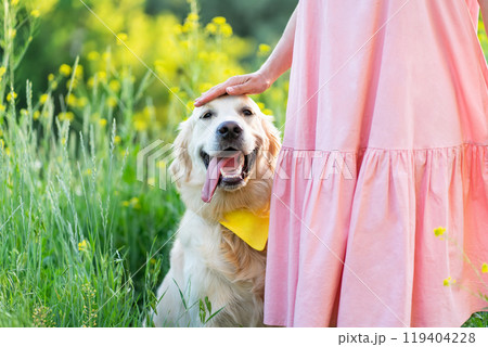 Happy golden retriever dog 119404228