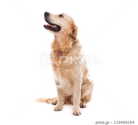 Golden retriever dog looking up 119404264