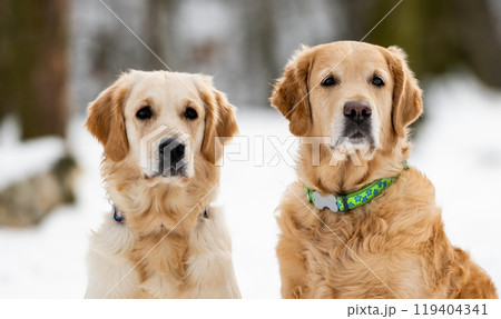 Two golden retriever dogs outdoor Two golden retriever dogs outdoor 119404341