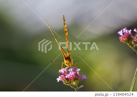 オレンジ色が綺麗なツマグロヒョウモン蝶 119404524