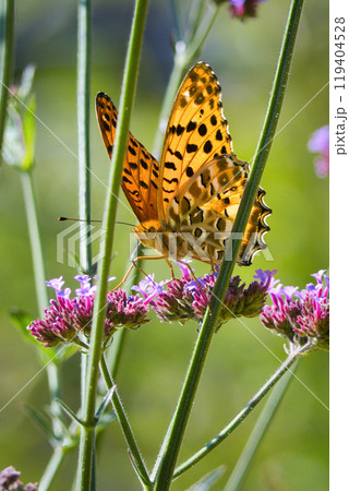 オレンジ色が綺麗なツマグロヒョウモン蝶 オレンジ色が綺麗なツマグロヒョウモン蝶 119404528
