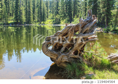 Curved roots of a fallen dry tree on the shore of a pond in a cedar forest. Mountain Bear Medvezhye lake in Ergaki 119404564