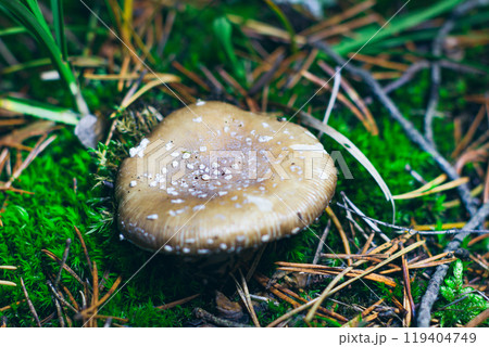 Amanita Pantherina, Known as the Panther Cap, False Blusher and Panther Amanita 119404749