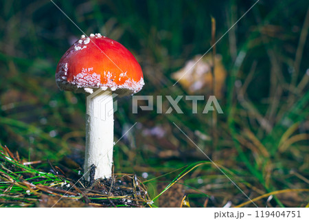 Young Amanita Muscaria, Known as the Fly Agaric or Fly Amanita 119404751