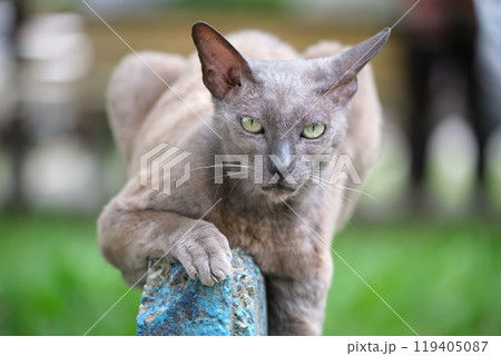 Big gray angry looking Sphinx breed stray cat resting on steet outdoors in summer 119405087