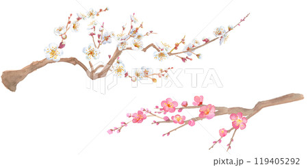 早春の花：紅白の梅の花の水彩イラスト。新年のおめでたい装飾