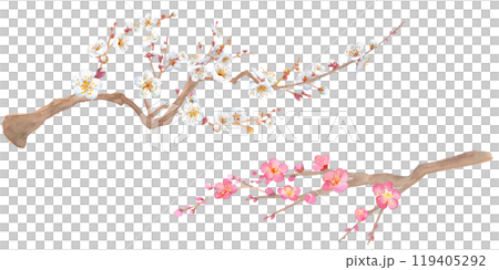 早春花朵:紅色和白色梅花的水彩插圖。新年裝飾快樂。剪貼畫。 早春花朵:紅色和白色梅花的水彩插圖。新年裝飾快樂。剪貼畫。 119405292