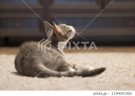Curious cat pet looking up indoor Curious cat pet looking up indoor 119405360