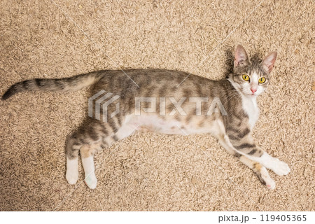 Domestic cat pet lying on the floor 119405365