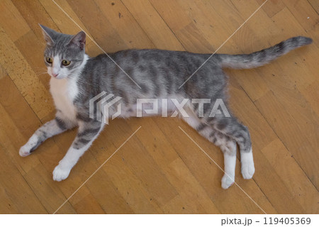 Resting tricolor cat pet posing indoor Resting tricolor cat pet posing indoor 119405369