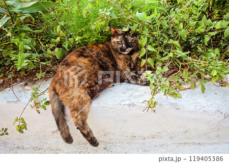 Cat in the stairs of a greek village 119405386