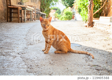 Cute Greek red cat on street, Athens, Greece 119405388