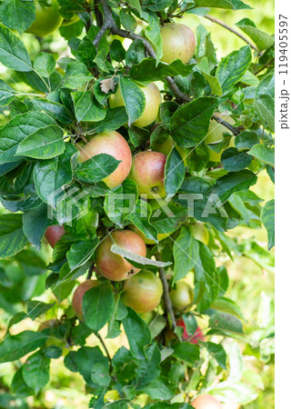 Red apples on the green tree. Garden harvest. Red apples on the green tree. Garden harvest. 119405597