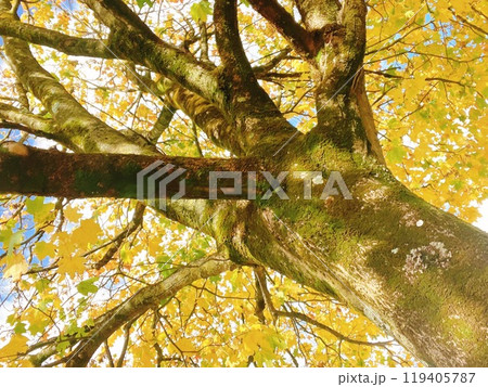 紅葉した木 紅葉した木 119405787