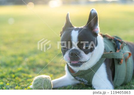 ボストンテリア ボストンテリア 119405863